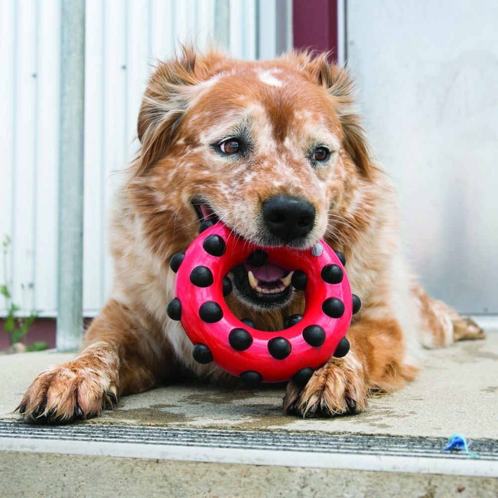 Kong Jouet à mordre pour chien L Kong Jouet à mordre pour chien L