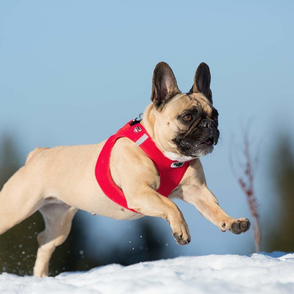 Curli Harnais pour chien Brown 3XS Curli Harnais pour chien Brown 3XS