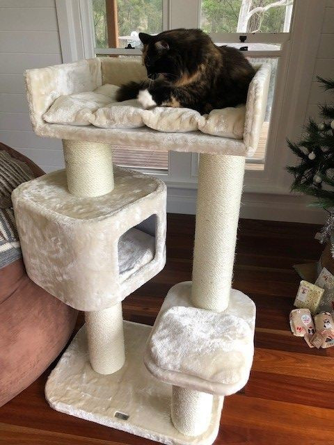RHR Quality Devon Rex crème