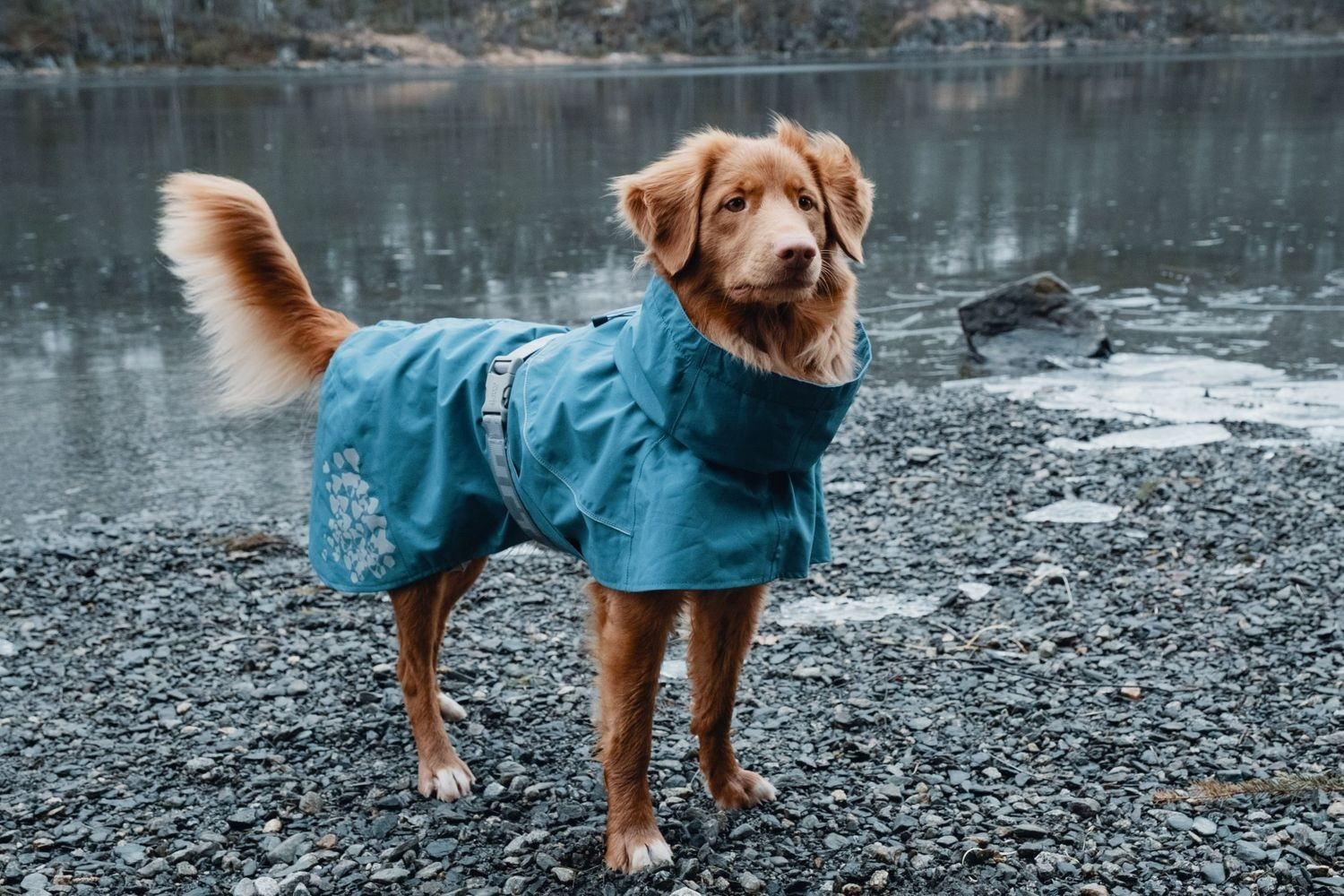 Hurtta Imperméable pour chien Blue 40cm Hurtta Imperméable pour chien Blue 40cm