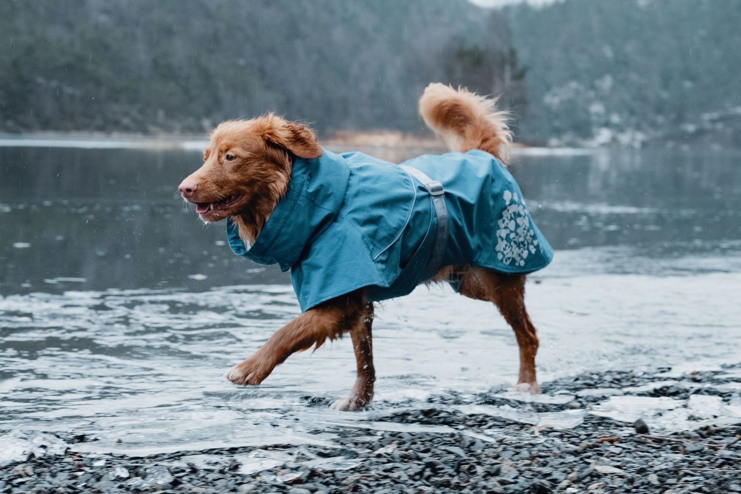 Hurtta Imperméable pour chien Blue 40cm Hurtta Imperméable pour chien Blue 40cm