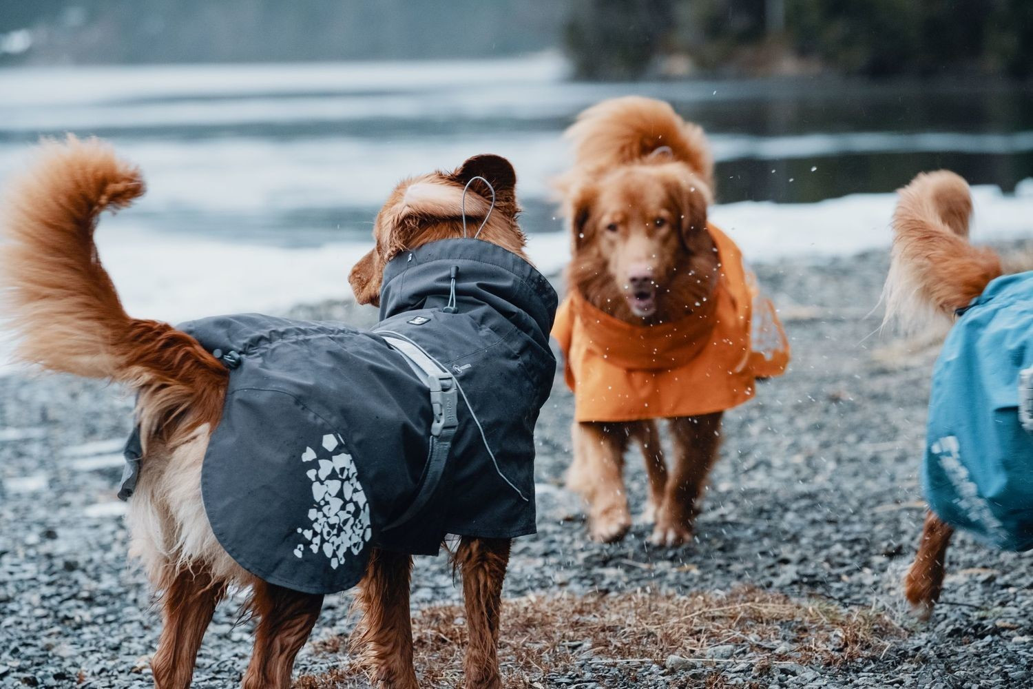 Hurtta Imperméable pour chien 55cm Dark Grey Hurtta Imperméable pour chien 55cm Dark Grey