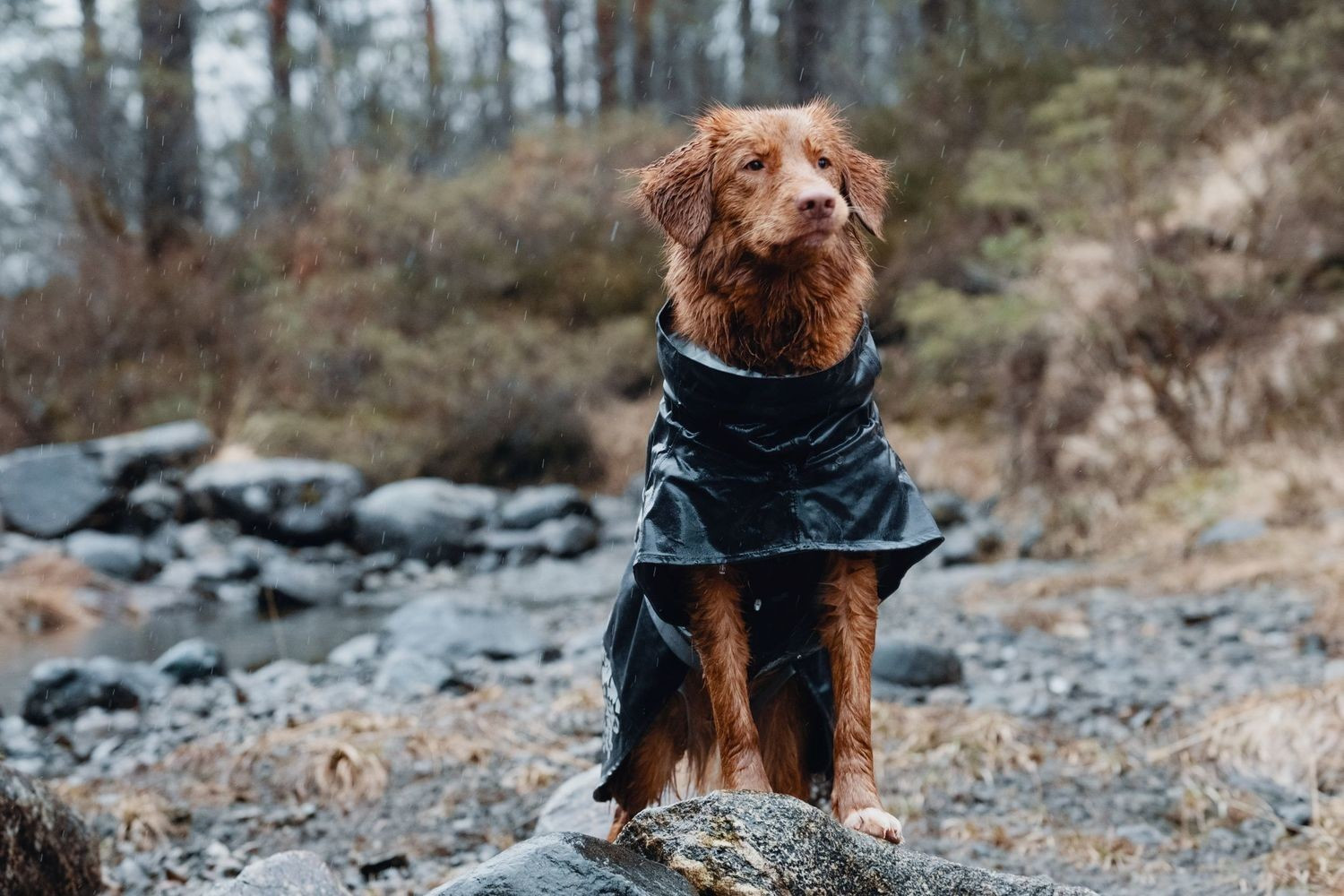 Hurtta Imperméable pour chien 55cm Dark Grey Hurtta Imperméable pour chien 55cm Dark Grey