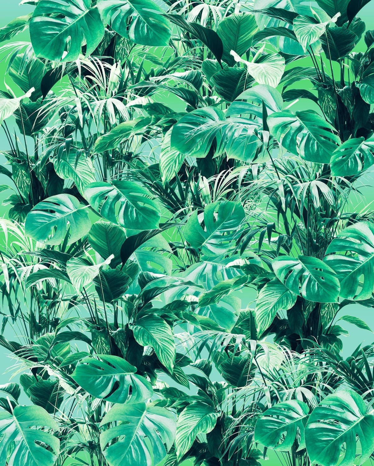 Komar Pure Evergreen 200 x 250 cm
