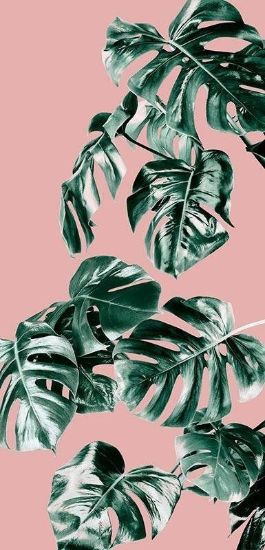 Komar Monstera Rosé 100 x 250 cm