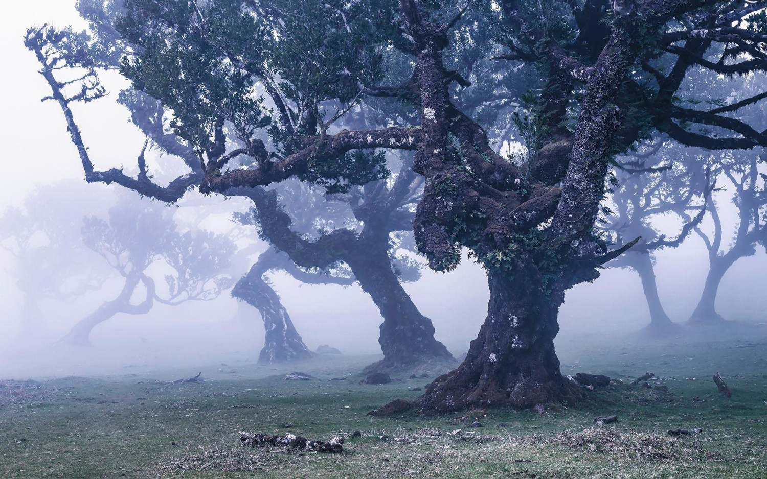 Komar Ghost Line 400 x 250 cm
