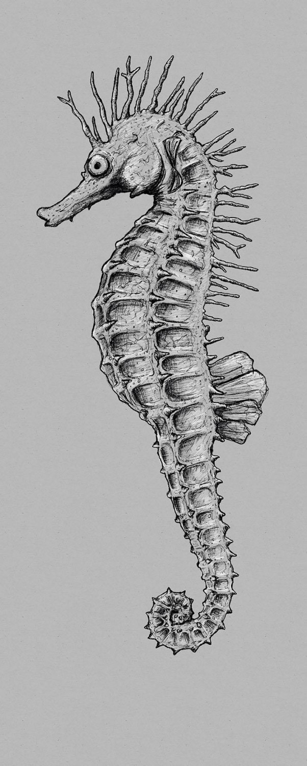 Komar Seahorse Panel 100 x 250 cm