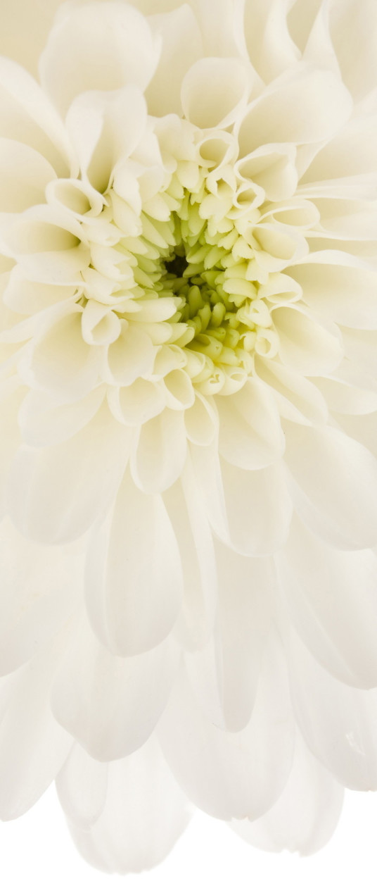 Komar Beautiful 100 x 280 cm