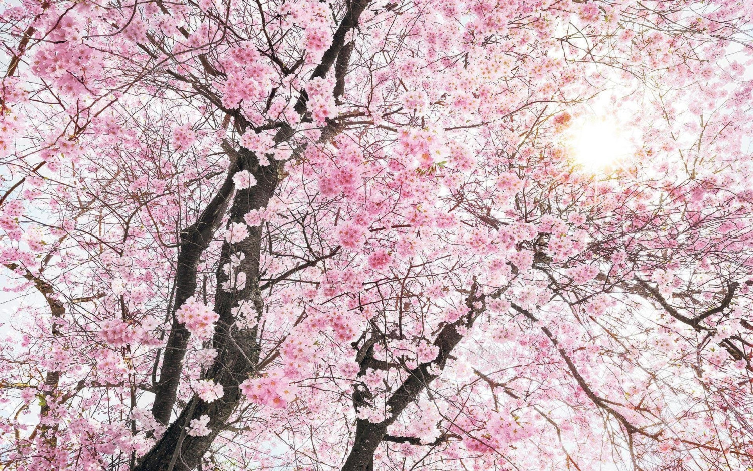 Komar Bloom 400 x 250 cm