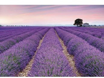 Komar Provence 400 x 260 cm