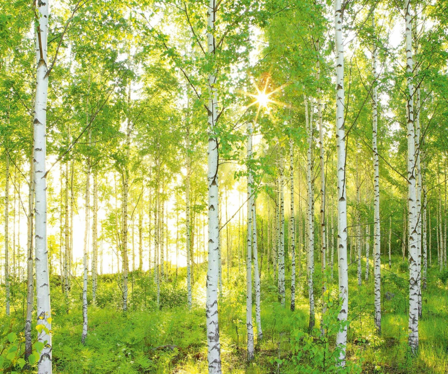 Komar Sunday 300 x 250 cm