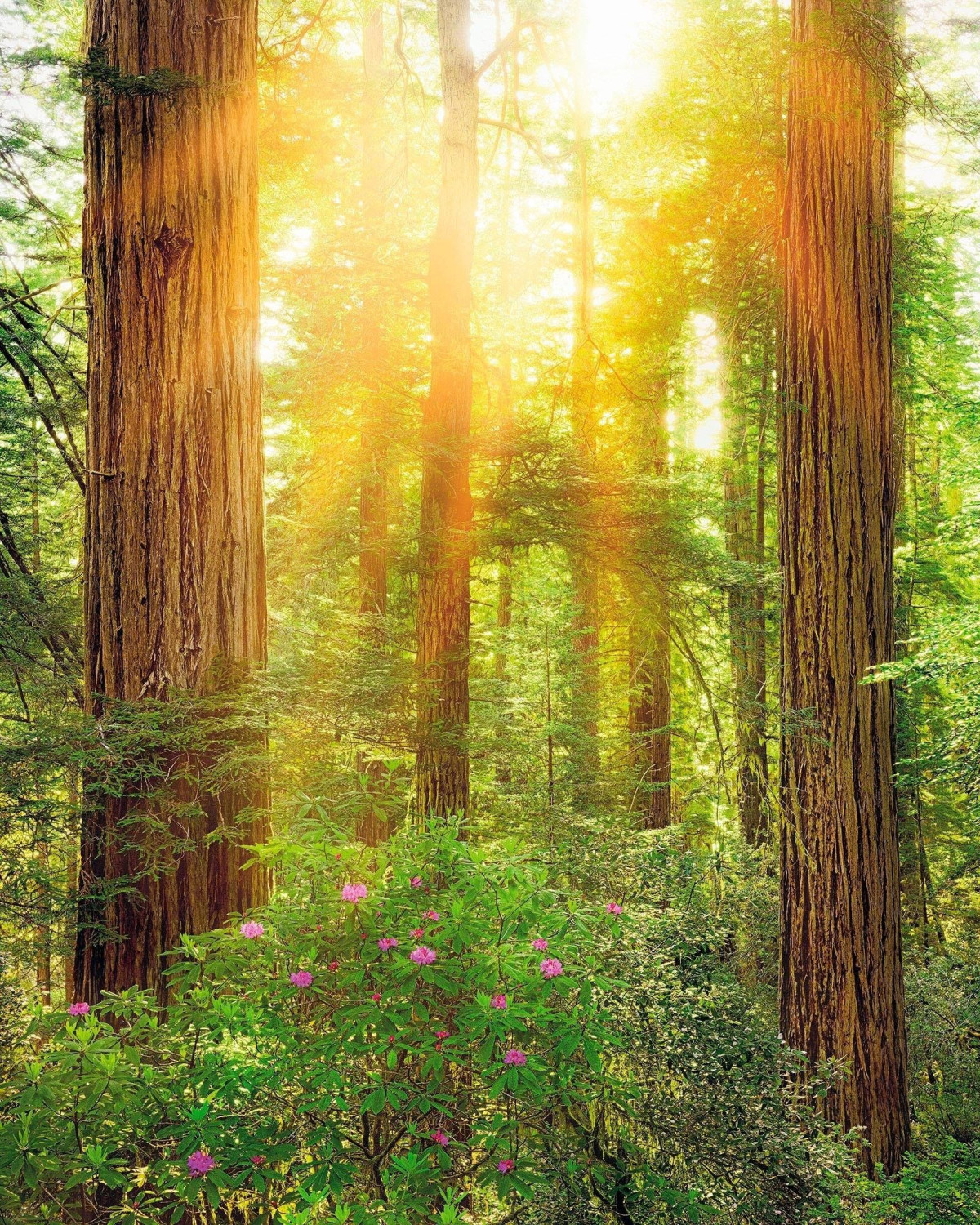 Komar Redwood 200 x 250 cm