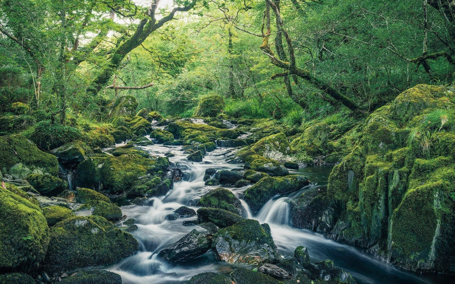 Komar Hefele Green tales 400 x 250 cm
