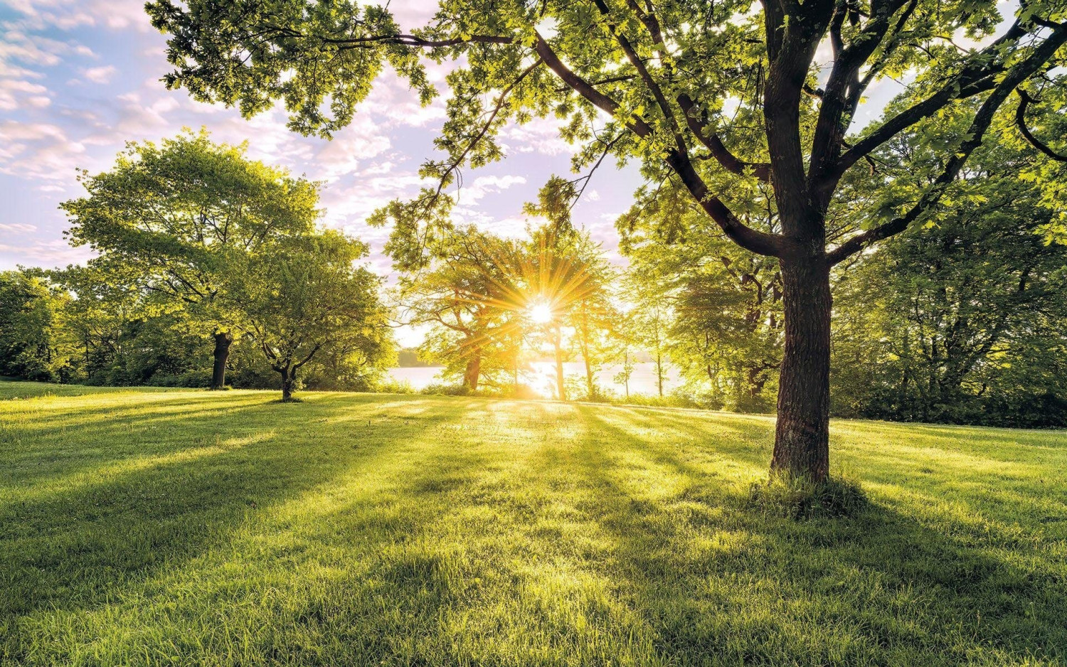 Komar Hefele Golden moment 400 x 250 cm