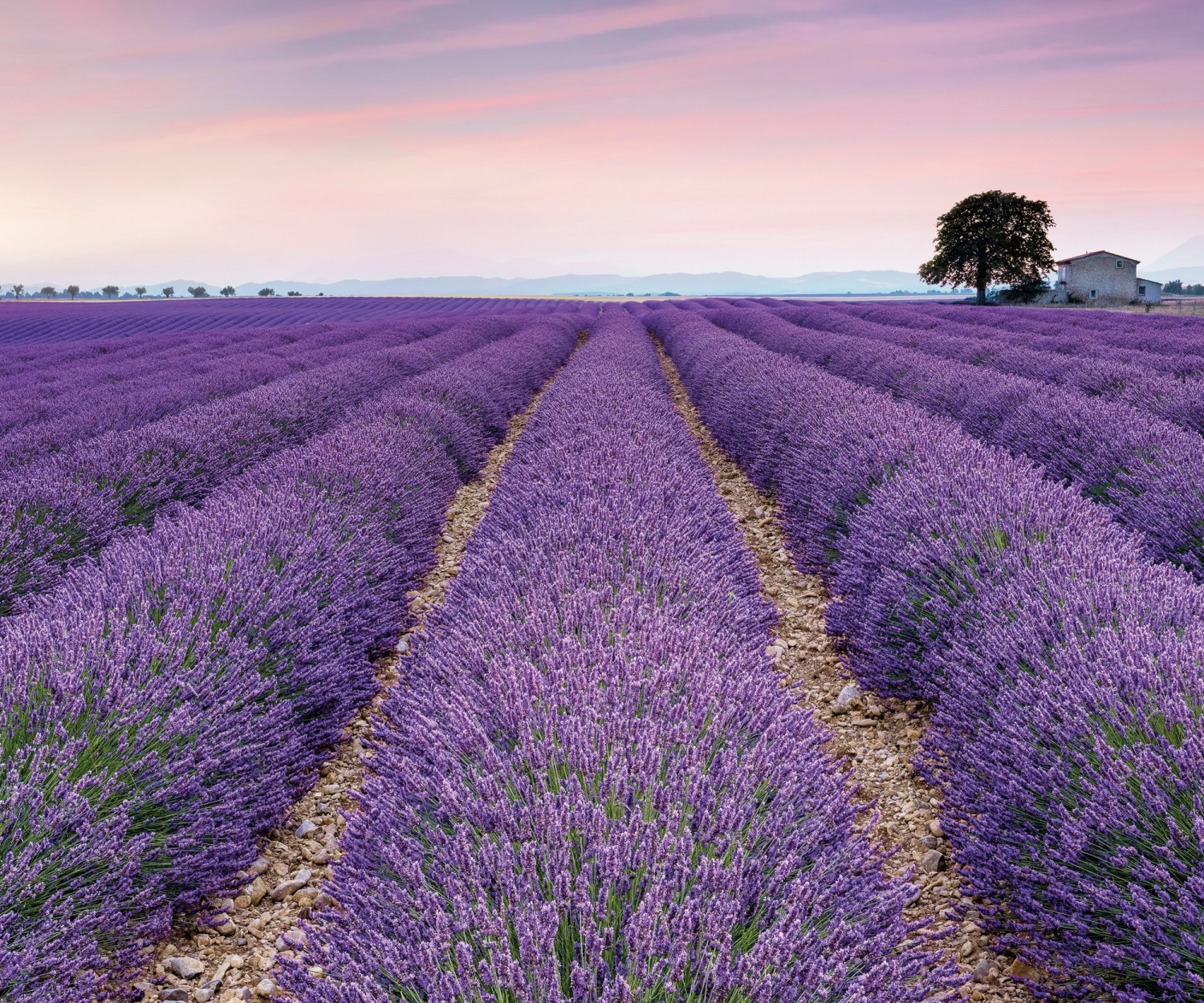 Komar Provence300 x 250 cm