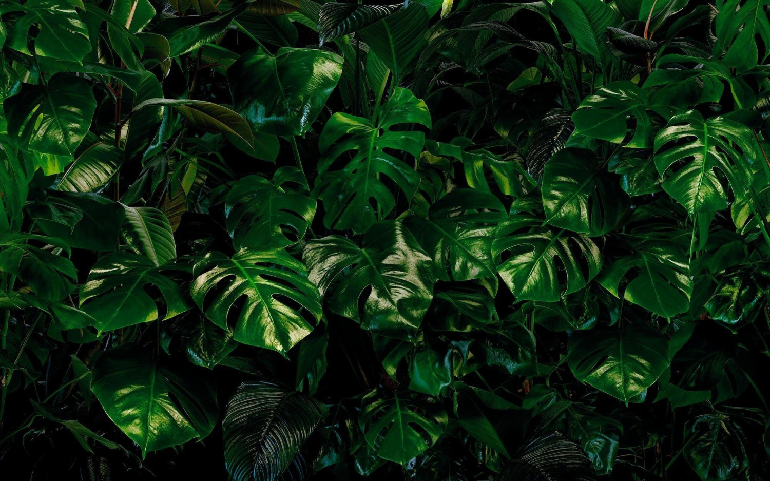 Komar Pure Tropical Wall 400 x 250 cm