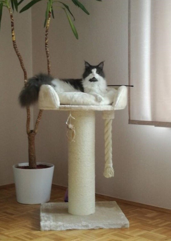 RHR Quality Arbre à chat RHR Quality Arbre à chat
