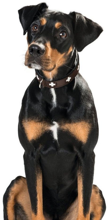 HUNTER Collier pour chien Dog Collar Swiss 42 Brown Black HUNTER Collier pour chien Dog Collar Swiss 42 Brown Black