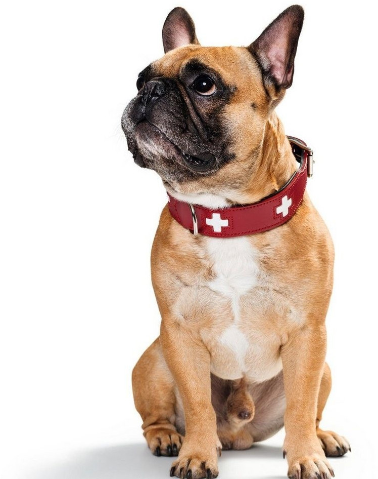 HUNTER Collier pour chien Dog Collar Swiss 70  Red