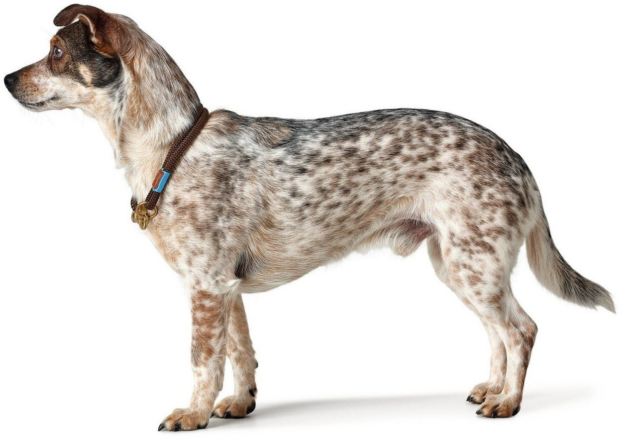 HUNTER Collier pour chien 55 2x10mm Brown
