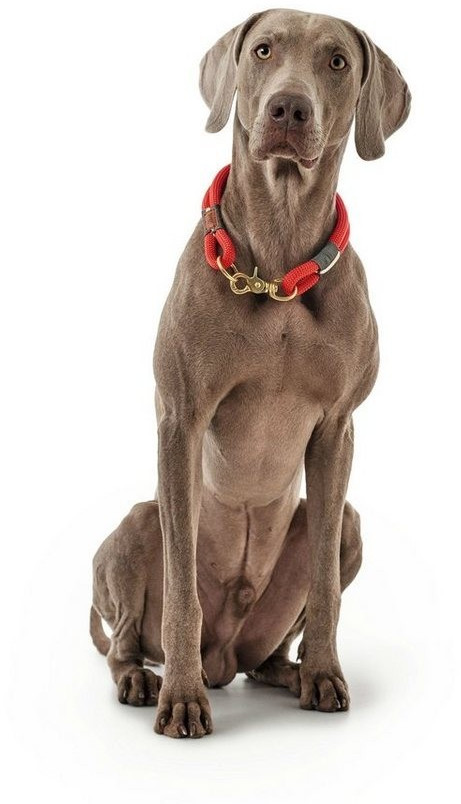 HUNTER Collier pour chien 2x8mm Red