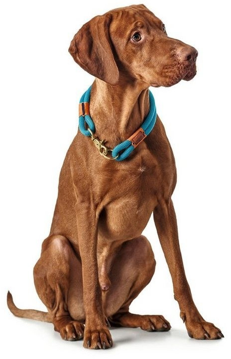 HUNTER Collier pour chien 60 2x10mm Petrol HUNTER Collier pour chien 60 2x10mm Petrol