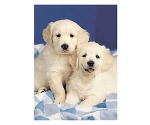 Ravensburger 2 young Golden Retriever puppy dogs