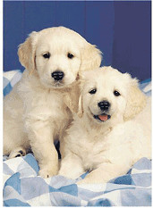Ravensburger 2 young Golden Retriever puppy dogs