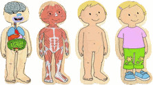beleduc Puzzle en bois - Le corps humain - fille (28 pièces)