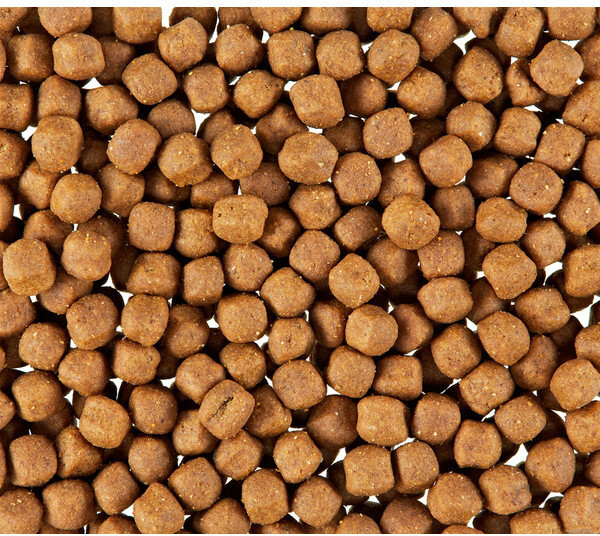 Royal Canin Croquettes pour chat 4 kg