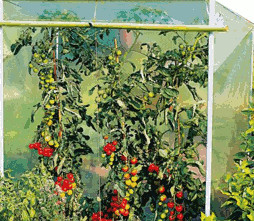 Beckmann Tomato growhouse TO
