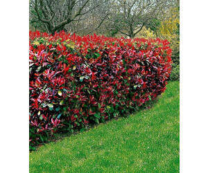 BaldurGarten immergrün PhotiniaHecke Red Robin 10 Pflanzen ab 54,99