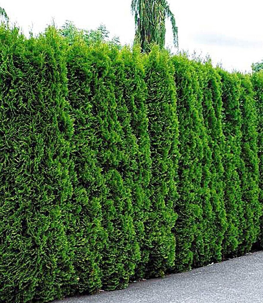 BaldurGarten LebensbaumHecke Smaragd 50 Pflanzen ab 142,50