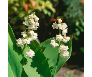 Pflanzenfürdich GartenMaiglöckchen gefüllt Convallaria majalis