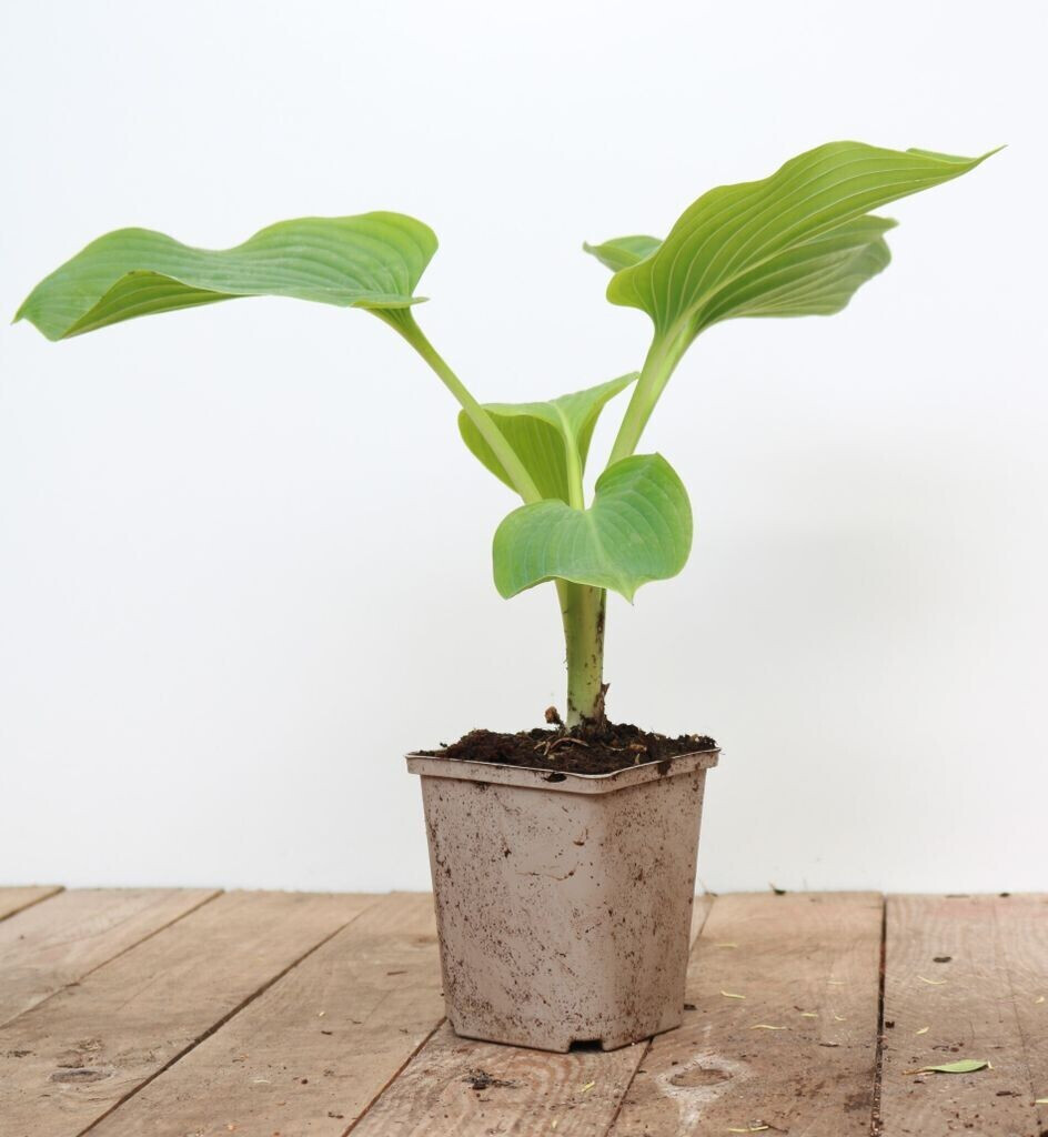 Pflanzenfürdich RiesenFunkie Hosta elata (SANA001975) ab 7,95