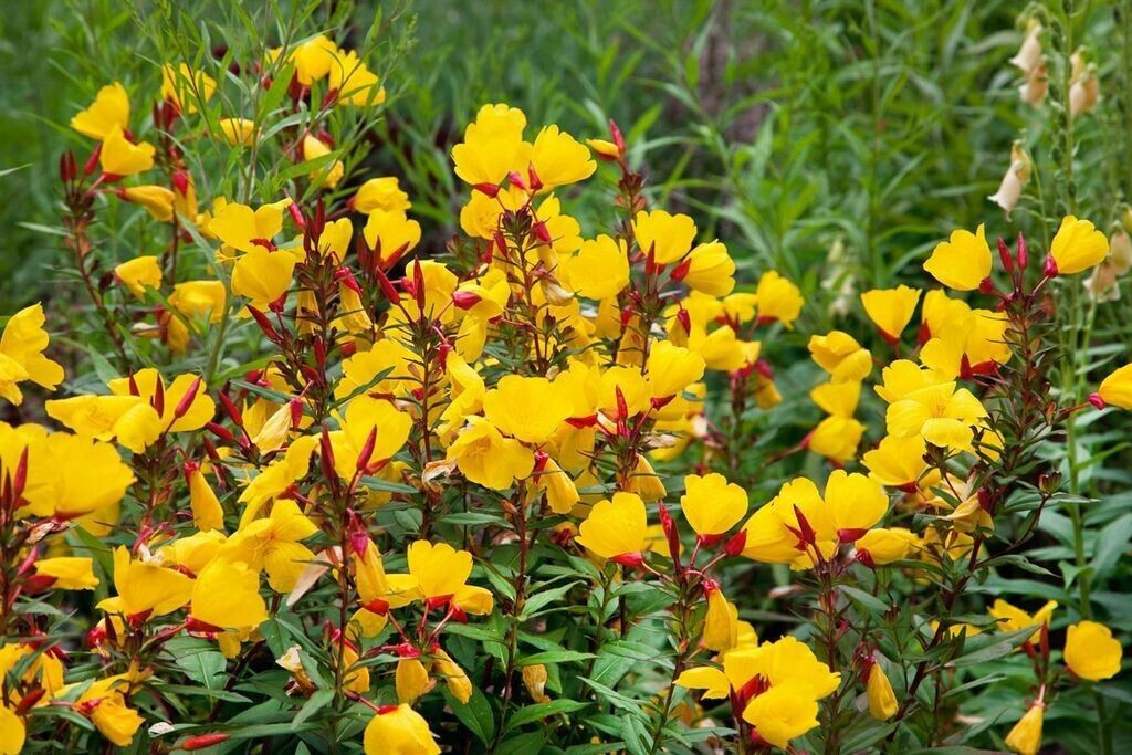 Pflanzenfürdich Oenothera tetragona 'Sonnenwende' (SANA002647) ab 5