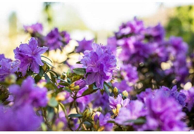Pflanzenfürdich Rhododendron russatum 'Azurwolke' 2025 cm