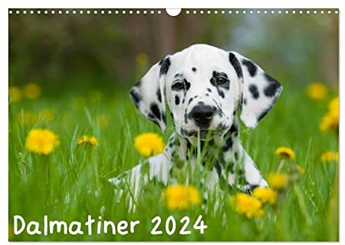 Calvendo Dalmatiner 2024 2024 A3 quer ab 30,80 €