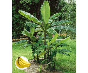Baldur-Garten 1x winterharte Banane grn 12 cm-Topf ab 8.99  | Vergleiche  2 Angebote auf idealo.de