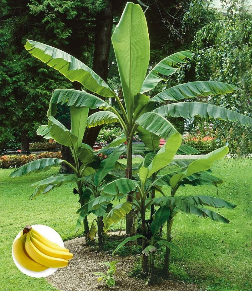 network calathea Calathea Network — Dutch Growers Regina