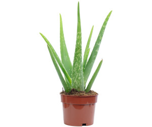 Aloe vera Topf 12 cm ca. 35 cm hoch ab 12,58  inkl. Versand | Vergleiche 2  Angebote auf idealo.de