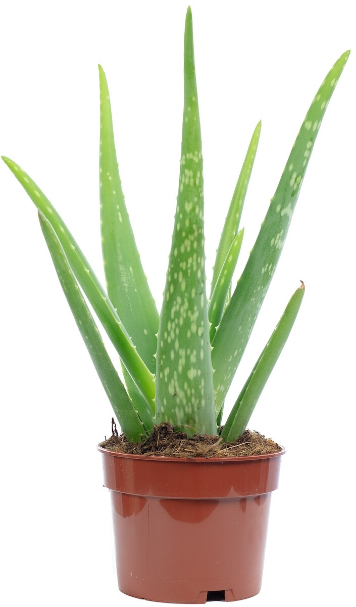 zumo de aloe vera Zumo de Aloe Vera barbadensis Miller main image 0