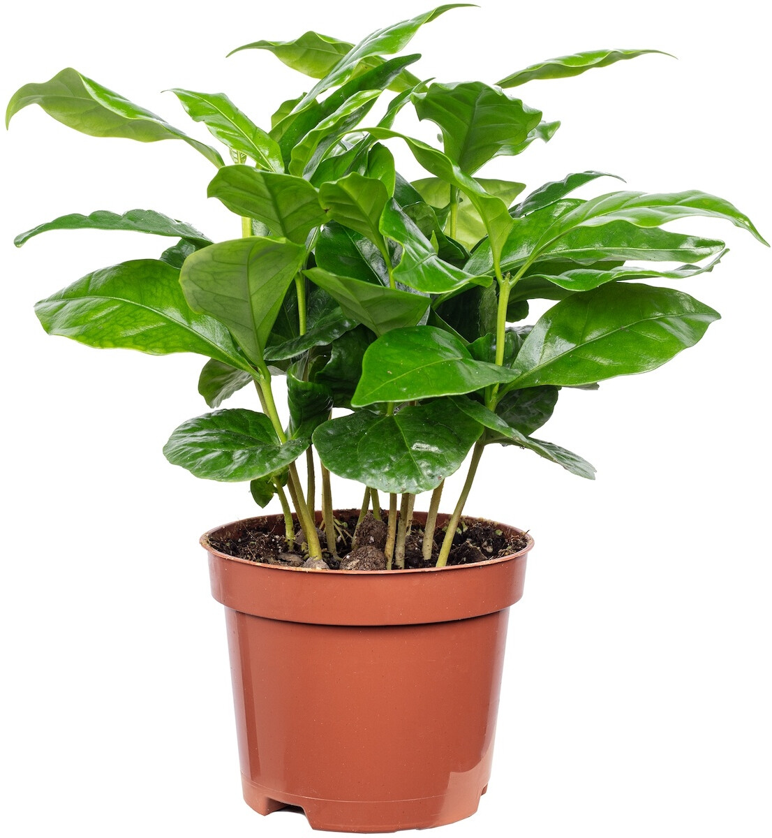 Coffea arabica - ca. 15 cm hoch Topf 9 cm ab 6.89  | Vergleiche 3 Angebote  auf idealo.de