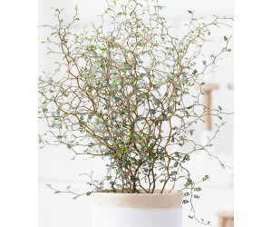 Baldur Garten Sophora Cotoneaster Little Baby 1 Pflanze Ab 12