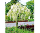 Blauregen Glyzinie Wisteria Kunstpflanze mit Echtholz 160cm Decovego