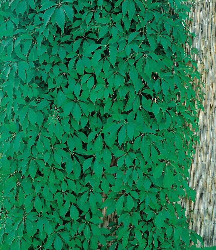 BaldurGarten Wilder Wein ´Quinquefolia´ (1 Pflanze) ab 8,99