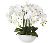 Keramikschale Phalaenopsis ab bei Orchidee Preisvergleich | Gasper 54cm in € 76,83