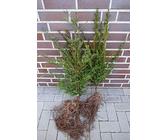 fargesia robusta campbell erfahrungen Gartenbambus  Fargesia robusta 'Campbell'  Heinis Baumschulen