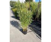 cactus sap Tymbark Cactus Sap 1L
