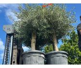 Olivenbaum 10 Jahre | Preisvergleich bei idealo.de